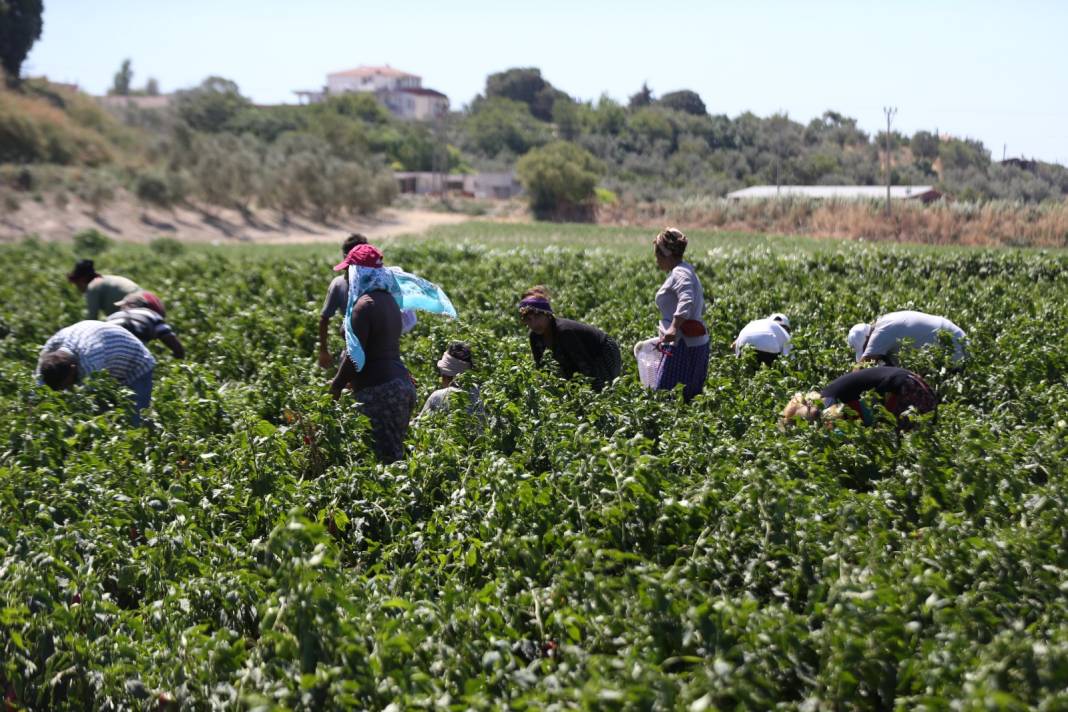 Üretimi en çok Çanakkale'de yapılıyor: 350 bin ton ürün ile salça, sos, konserve üretiliyor 5